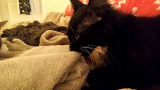 Foster kitten suckling and kneading blanket