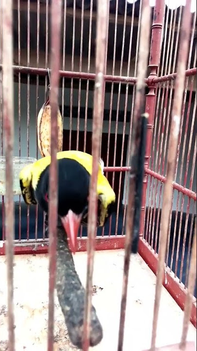 Kepodang hutan gacor isian mewah