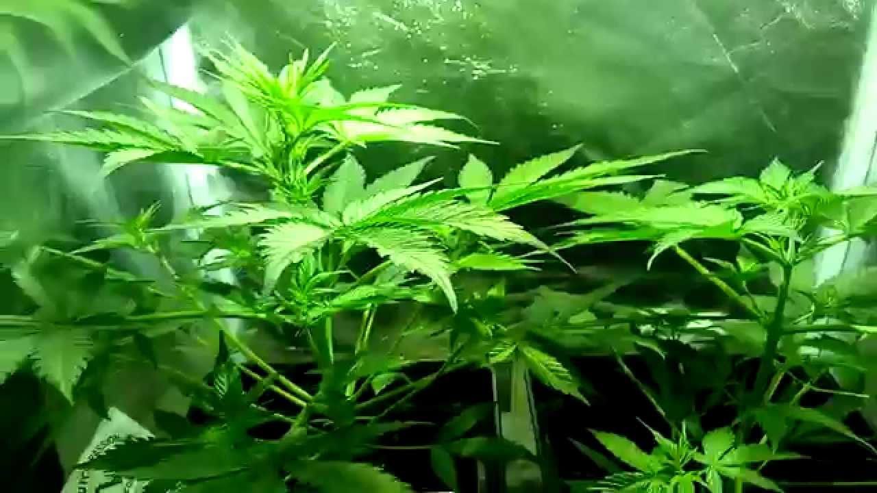 Marihuana AutoBlueberry 4ta semana