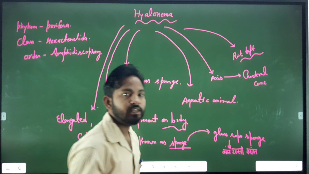 Hylonena and euplectella bsc part 1