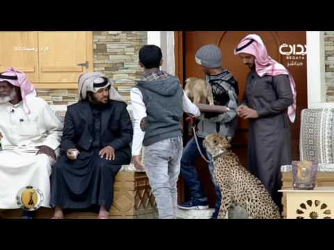 هواية تربية الحيوانات المفترسة  ماجد الصالحي زد رصيدك92