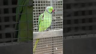 🦜 Parrot Sound//Green Parrot/Jharkhand#parrot#ytshorts #shortsfeed #viral #sound#naturephotography