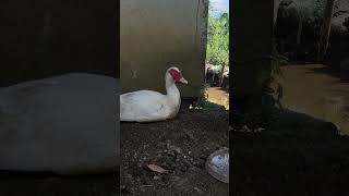 Happy Farm Life: Chickens and Ducks Relaxing After a Big Meal 🍃New York Countryside #iphone17promax