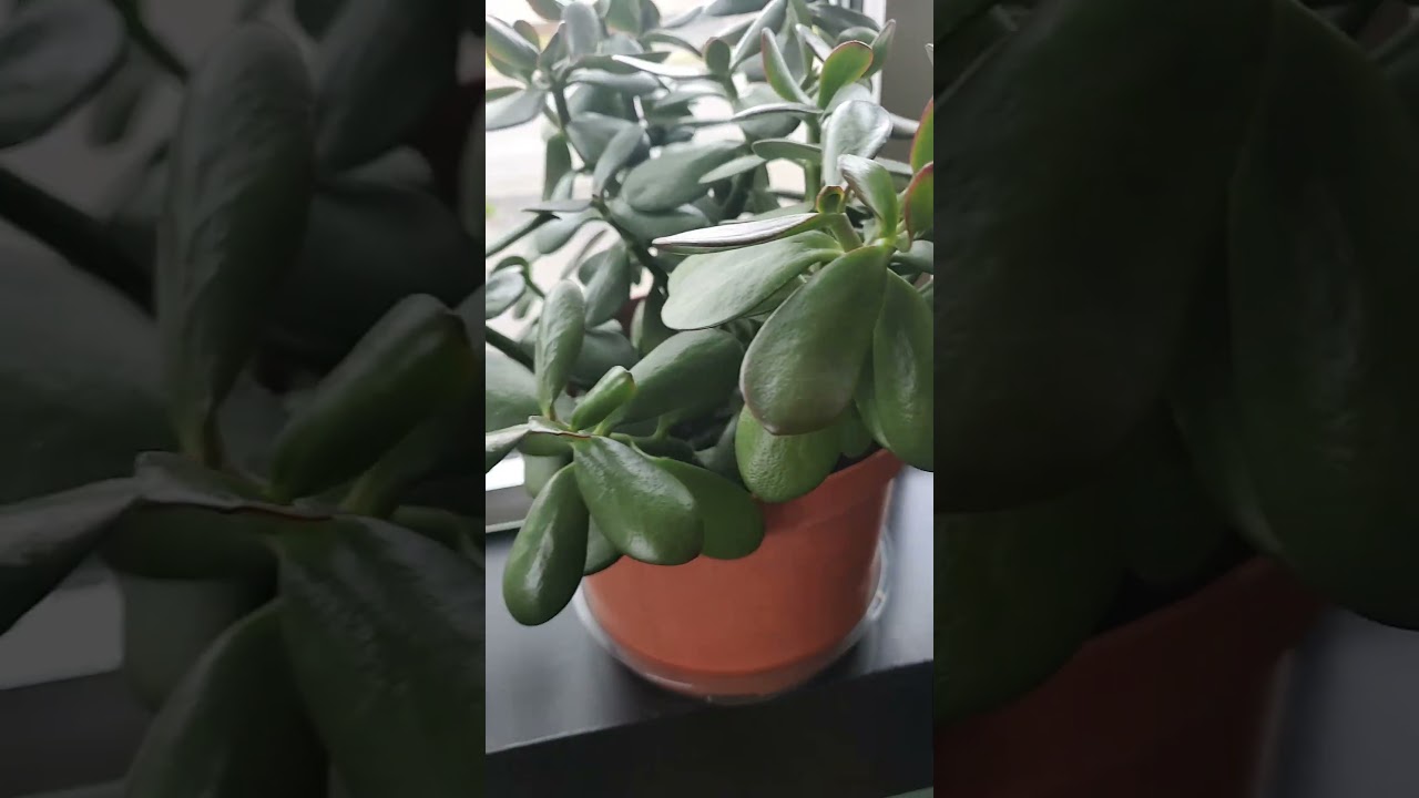 Plant Appreciation 🪴 | THOW 💛 