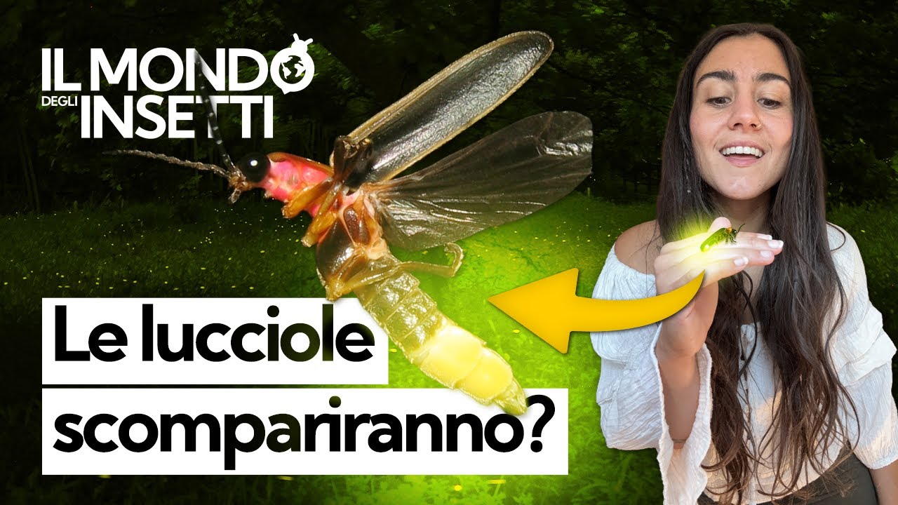 Il segreto delle lucciole: come fanno a illuminarsi e perché rischiamo di non vederle più