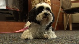 Therapy Dogs Bring Comfort To Patients At Essentia Health