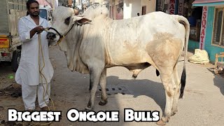 biggest Ongole bull in Baba nagar at Madina Dairy farm | telangana & ongole bull's in Hyderabad