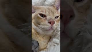 I am falling in love with this guy #petstory #pettherapy