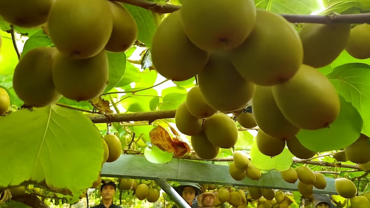 Immersion au Plus Grand Verger de Kiwis du Monde – De la Plantation à la Récolte