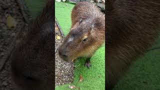 Ang laking daga! 😳 #capybara #travel #may2026 #taiwan #taipei #matmatg
