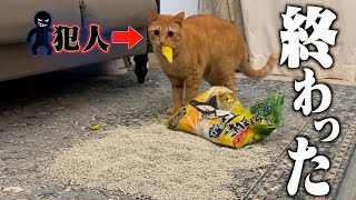 【悲報】仕事から帰ってきたら家が猫砂まみれになってました…。