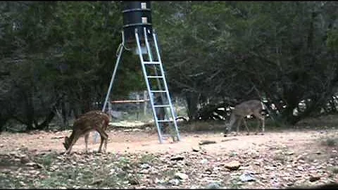 axis bow kill in bandera