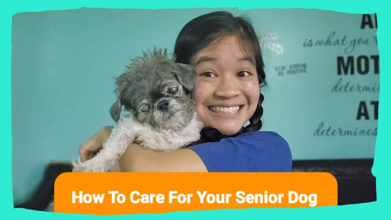 How To Help Your Senior Dog - YouTube