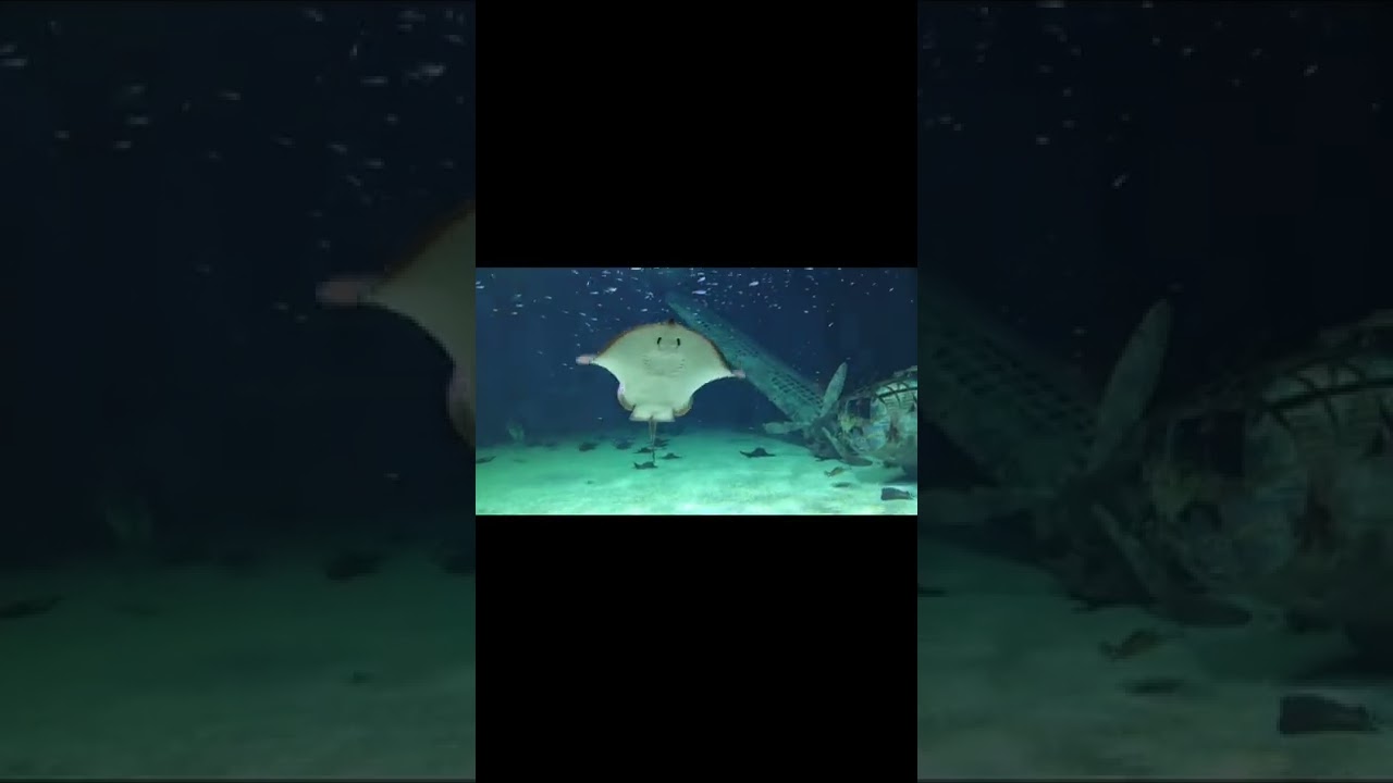 Fish_under_water_tiktok_video, 