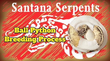 The Ball Python Breeding Process