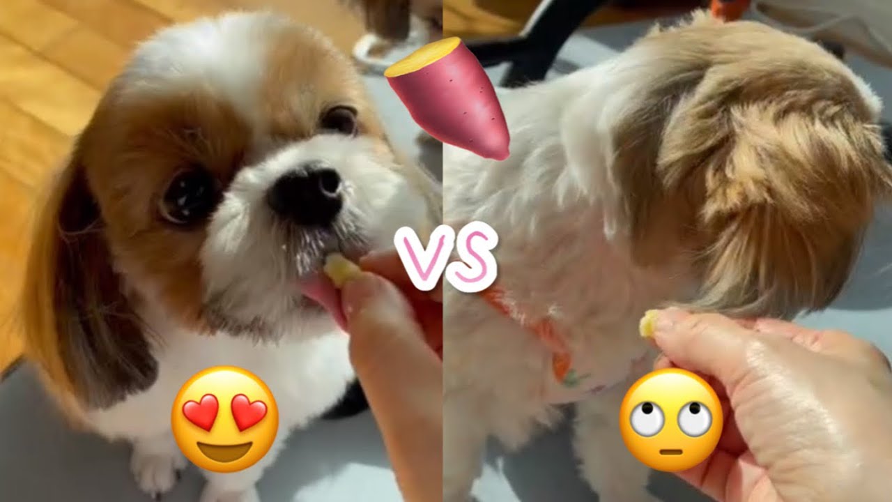 고구마를 본 시츄 강아지들 🐶🍠🐶 극과 극 반응 😁 ㅋㅋㅋ Shih Tzu Dog’s Reaction To Sweet Potatoes YouTube