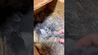 No thoughts. Just bunny. 🐰✨#bunny #rabbit #cute #animals #animallovers #fyp