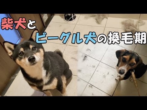 【柴犬】【ビーグル犬】【ダブルコート】【ブラッシング】換毛期に突入した柴犬とビーグル犬。同じダブルコートなのに、抜け毛の量が全然違う。柴犬の換毛期はやっぱり凄い！