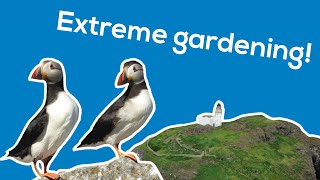 Protecting puffins on Fidra