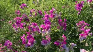 Breitblättrige Platterbse