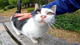 公園のベンチに野良猫が座っていたので隣に座ってナデナデしたら膝の上に乗ってきた