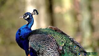 Peacock -I11E