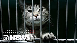 В российской тюрьме мотает срок... кот В российской тюрьме мотает срок... кот