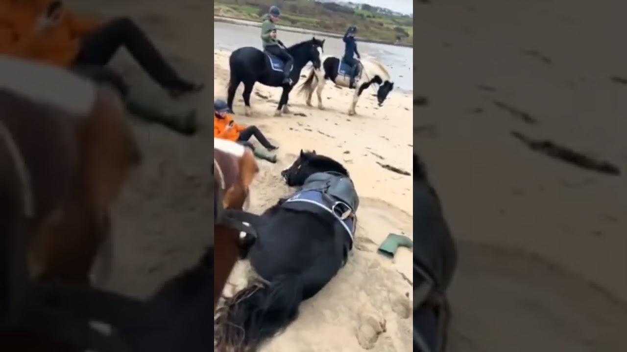 Horse tosses human off him so he can roll in the sand