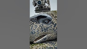 Sperm Whale from Muddy Shoreline Struggle to Majestic Ocean Return#spermwhale #beringsea #sea#ocean