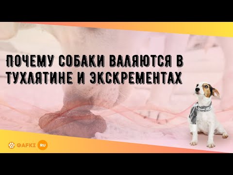 Видео: Почему змеи зевают?