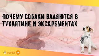 Почему собаки валяются в тухлятине и экскрементах