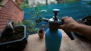 Sự Lột xác của một cây Si mọc dại sau hơn 2 năm Huấn Luyện - Phiêu Du Bonsai