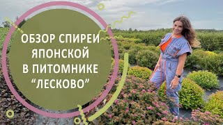 Обзор спиреи японской в питомнике 