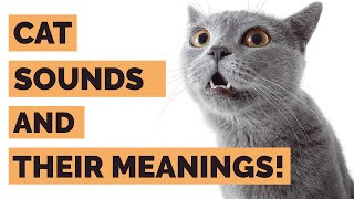 Different Cat Sounds And Their Meanings | Cat Sounds Explained With Real Cat Noises! by Kitty County 5,093 views 3 years ago 7 minutes, 39 seconds