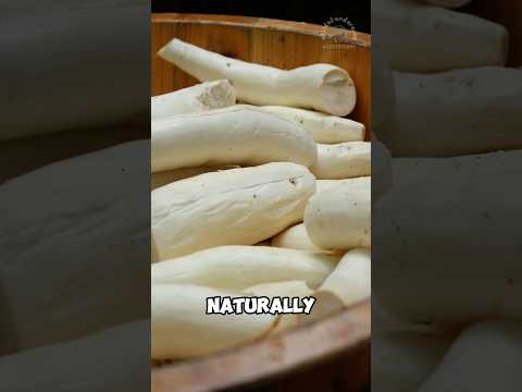 Tepung Tapioka Berasal Dari Tanaman Apa
