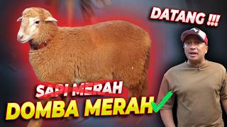 BENERAN ADA DOMBA MERAH?