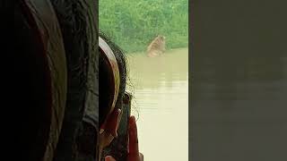 Royal Bengal tiger রয়েল বেঙ্গল টাইগার লোকালয়ে বাঘ ঢুকে পড়েছে গরমে পানিতে নামছে #traveling