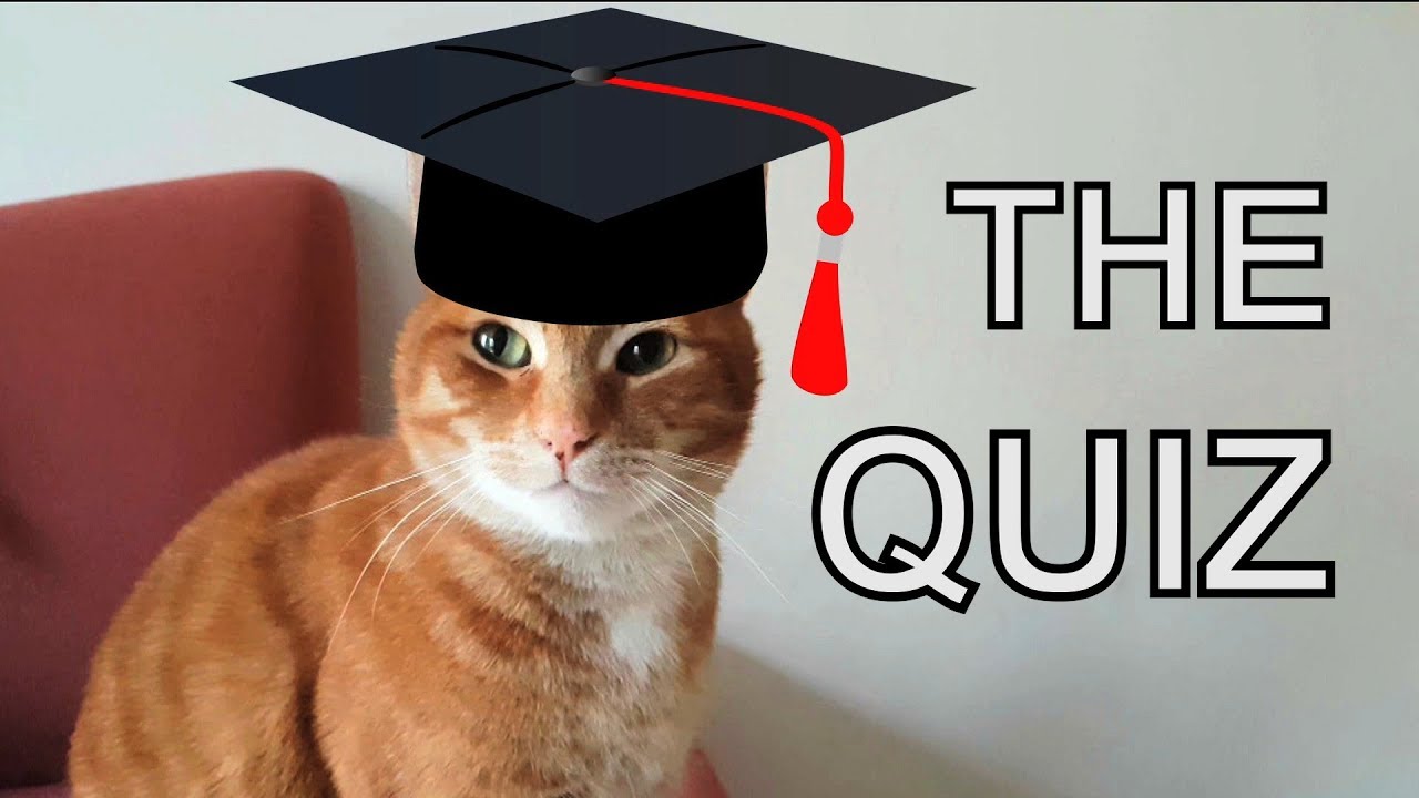 knowledge base Alvi cat : the quiz