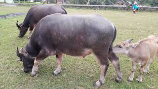 Angon Kerbau Umbaran Angon Kerbau Lokal Angon kerbau Sawah