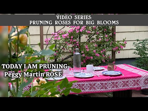 Peggy Martin Rose PRUNING🌹: Spring vs. Fall?