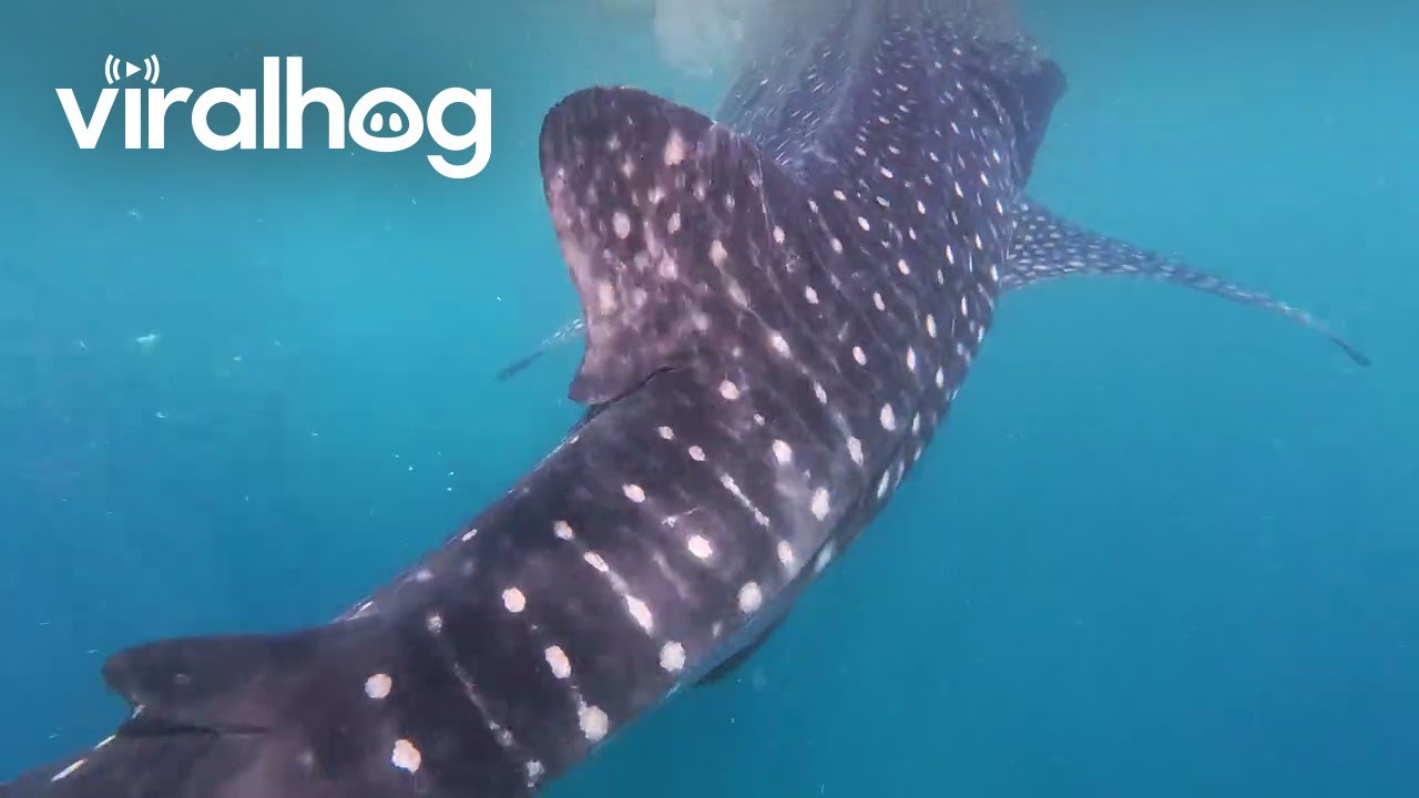 Close Encounter With a Whale Shark || ViralHog