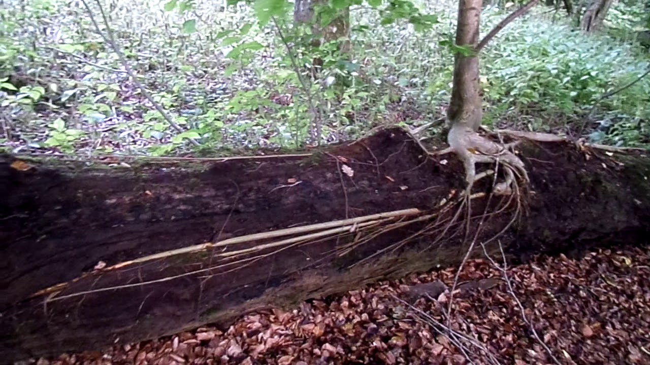 Elm Tree - Roots Progressively Exposed to the Air - YouTube