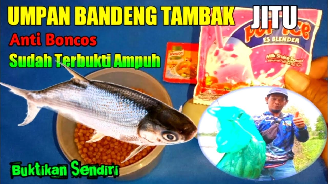 Umpan Ikan Bandeng Tambak Otok Otok Paling Jitu#