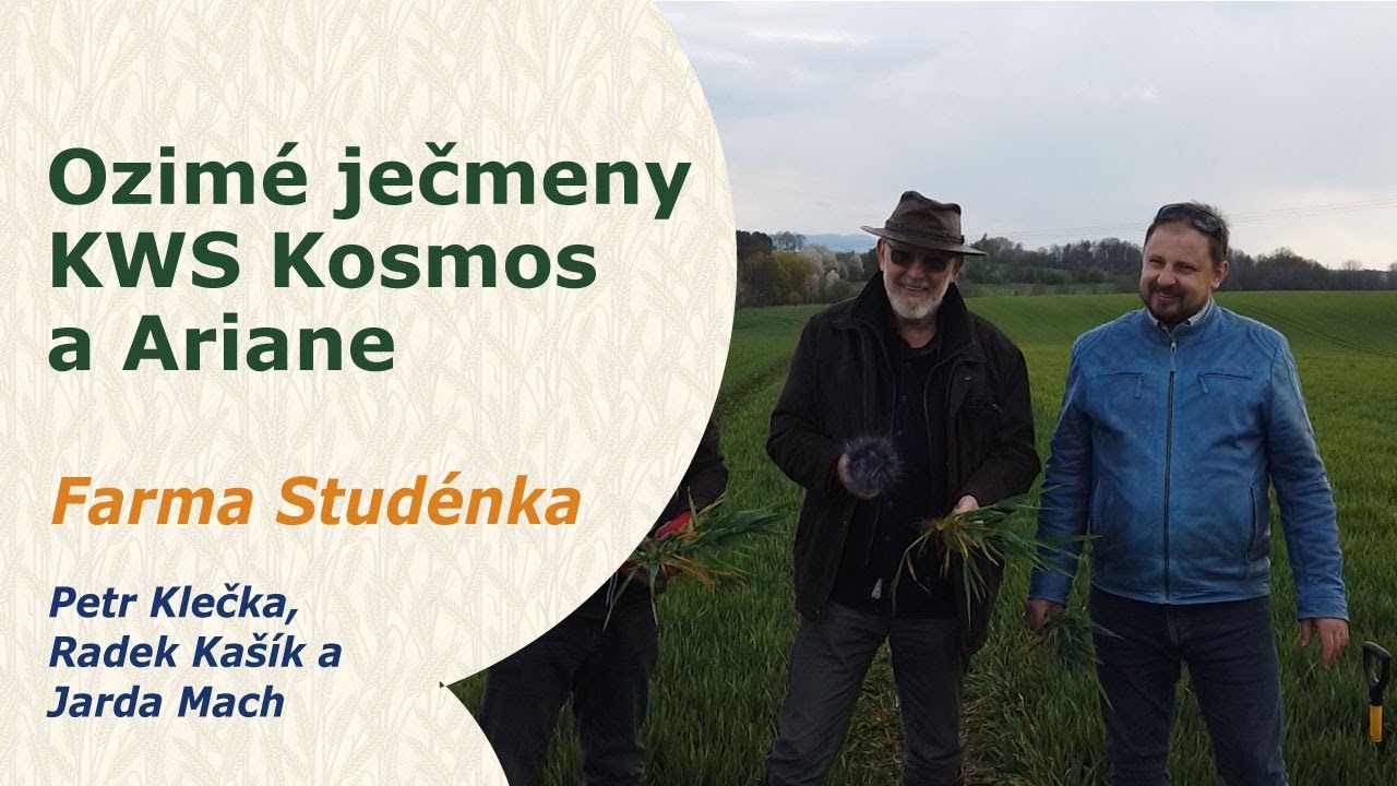 Ozimé ječmeny KWS Kosmos a Ariane | Studénka farma Petr Klečka