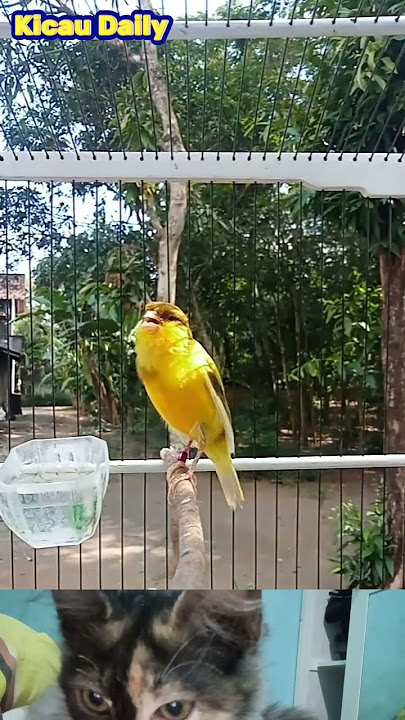 This Canary Never Stops Singing! Neighbors Are Jealous 😅 #kicaumania #masteranjernih #shortsburung