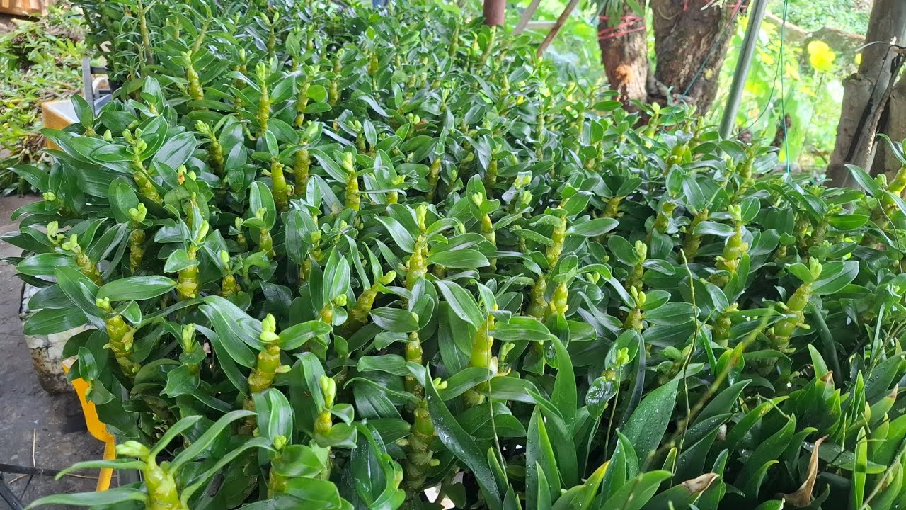 Bán lan rẻ như cho kkk 0337901979 ll lan sơn thủy tiên họng đen lan đen ...