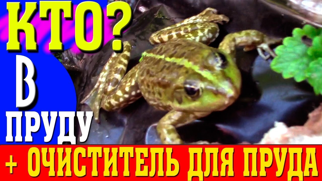 В пруде новый жилец и Супер средство для очистки пруда - лучше нет ...