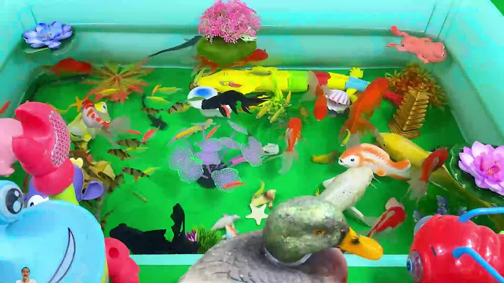 Let's explore what fish and sea creatures there are:sharks,jellyfish#goldfish#animals#viral videos