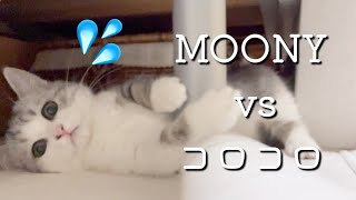 【神回⁉️】柱に隠れてコロコロと戯れるかわいい子猫の動きがスゴイ【短足ミヌエット】 by 猫のMOONY 242 views 2 years ago 4 minutes, 33 seconds