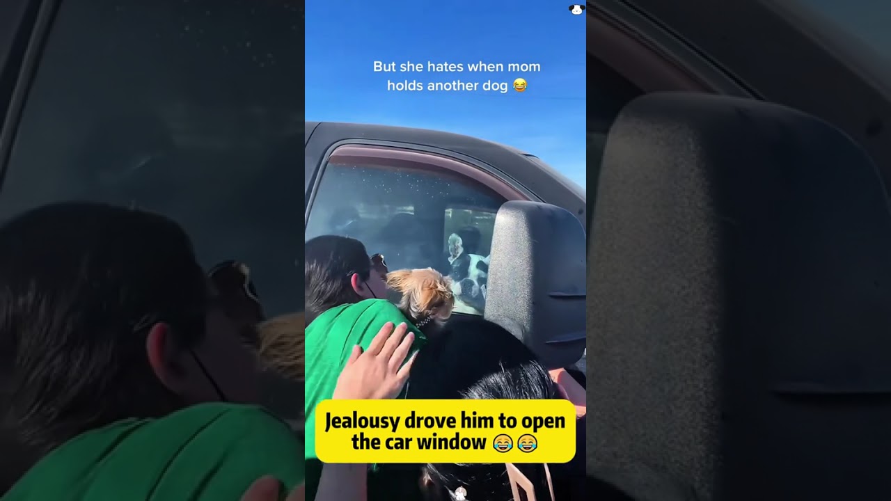 Jealous dog 🐶🤣😂🤪🥰 ... #usa #dog